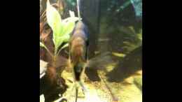 Video Scalar kuss von Red Belly (bJCJyPnT2Ao)