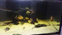 Video Leopoldi BD/Henlei     von Bernd N. (bPAEO0uy2nw)