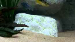 Video Kalti´s Mbunabecken von ehemaliger User (bRTnAzwy1vk)