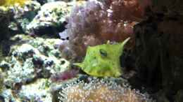 Video Unser Kuhkofferfisch von TheNo (bY4-Gs4wbio)