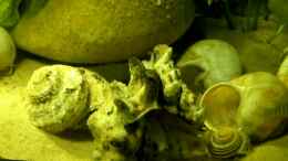 Video Neolampratogus multifacjatus von Bazzi (b_pNB9FLp6Y)