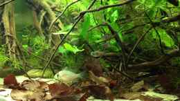 Video Rio Becken... von Botia (bdEdqdZmI9c)