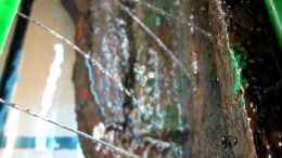 Video * Course of Stream * Teil 2 von ehemaliger User (bif66JybqvY)