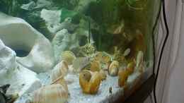 Video mein kleines Tanganjika Becken von odin 68 (bl7m79ntIxs)