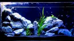 Video Fütterung im Demasoni Tank von Erik H. (bqCd1B1xVC8)