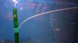 Video O. ventralis Jungfische von Simon Delgardo (br6Wtd5_Wgk)