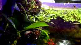 Video  von lomarraco (bwxEllh1JEY)