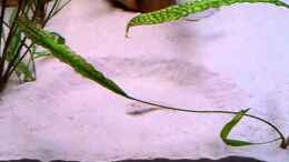 Video Enantiopus melanongenys utinta von Delta (byclFOPeTmQ)