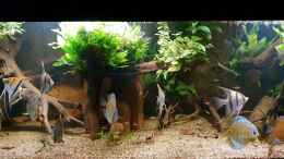 Video April 2020 - Gesamtansicht Wurzeldickicht von ravaka (c2N0sEOlq6A)