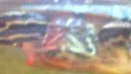 Video Trulla 2010 von ehemaliger User (c4aifAomwe0)