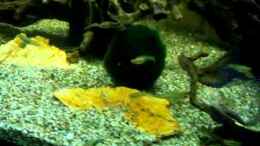 Video Guppybach 3 von schnitzler (c4nu_epCmrg)