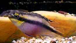 Video Frau Pulcher von Falk (c6hBUXQ-13w)