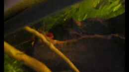 Video Clarkii von Kim (c6ouROKsH0A)