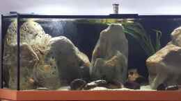 Video Malawi Aquarium von Andreas L. (c7EV10lHOWc)