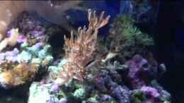 Video Xenia umbellata - Pumpende Xenien von reefaddict (c7PSSEbYM6g)