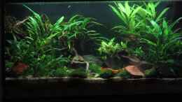 Video Asienbecken von okefenokee (c7jHGaoBrDk)