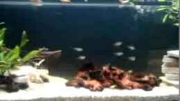 Video Neues Geselschaftsbecken von ehemaliger User (cA-9v898Efs)