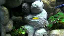 Video Thommys Malawiwelt von Malawi TOM (cHV7XOxisR0)