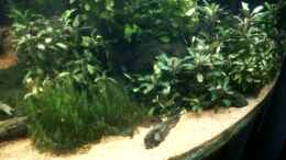 Video The mystery of the ancient forest von ehemaliger User (cTOK6yHjXso)