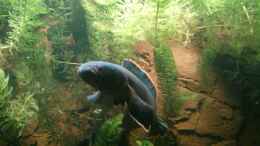 Video Channa limbata von AquaTobi90 (cY9nYHJT1Wg)