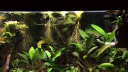 Video 26.02.2021 Abendruhe bei den Killis von herkla (cZedd7MFub0)