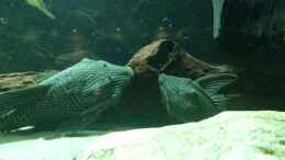 Video Panaque von kellerkind (cclFpcERDoU)