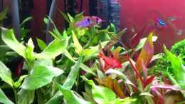 Video Fütterungszeit von Kripo (ckxw87bTcxQ)