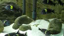 Video Dubis von Maclya (cvv4oy9OYZY)