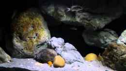 Video Mein 540l Malawibecken von marxbre (d8YrgaVFzv4)