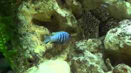 Video Schöner Fisch! von Aspel82 (dAw950FkvoA)