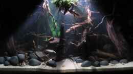 Video Aquarium Rio Paraguay - 468 Liter von ehemaliger User (dCy1NbtfEeY)