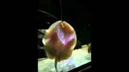 Video rochen Fütterung 2 von Der Fischer (dTe17IifIpg)