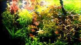 Video Wasserwechsel von Betta Chris (dTr_ftBtpP8)