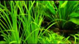 Video Diskus von ehemaliger User (dX3QUr1GJxk)