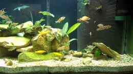 Video Tanganjikabecken von ehemaliger User (dg7w5jwDugw)