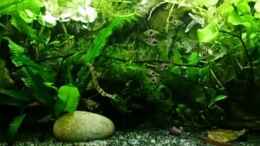 Video meine Dornaugen in Action.  von odin 68 (djwNGZKZE58)