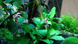 Video Burschis Nano von ehemaliger User (dqtSt0vTW9Y)