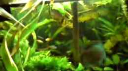 Video Discus von ehemaliger User (dyi8Ce-28nI)