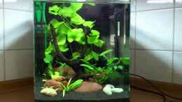 Video 20l Nano Cube von ehemaliger User (dynYFz-KfWc)