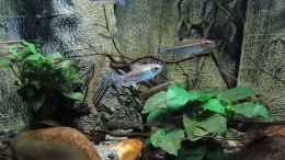 Video Aquarium West Africa Riverside Biotop Mai 2019 von ehemaliger User (e22uyPOVoVw)