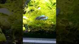 Video Bös von Bartey (e77ey-4ZLSc)