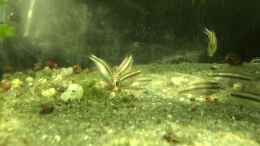 Video Pelvicachromis sacrimontis RED Jungfische von Helga Kury (eAO34M0A5yk)
