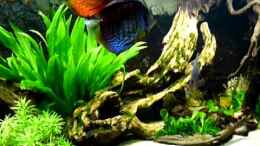 Video Diskus von carkl (eEv6yZ0AX_A)