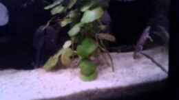 Video Zwergkrallenfrösche von Snow-white89 (eFRQYrYGIec)