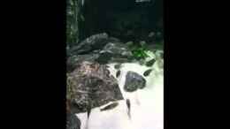 Video Tauchgang part 1 von Elsiman (eFRYiz1H0yo)