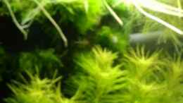 Video Balz und Ablaichen von Nick3 (eMqP038Pnu0)