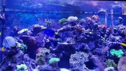 Video meerwasseraquarium von Wolfgang K. (eXPcuR7jwSs)