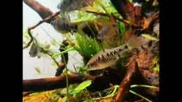 Video Eilandbarben von JalaRoki (eY48R_C06iw)