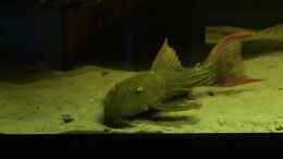 Video Fütterung von ehemaliger User (eau_1TUaRbQ)