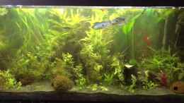 Video Aufregung nach dem wasserwechsel von Ceylon (ed30aNHgn6k)